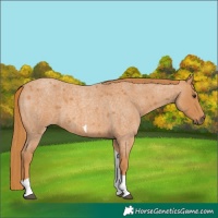 Horse Color:Red Roan Tobiano 
