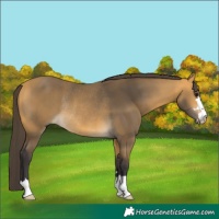 Horse Color:Buckskin Rabicano 