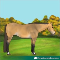 Horse Color:Buckskin 