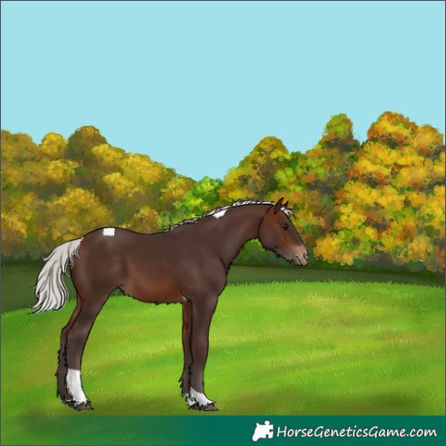 Horse Color:Silver Brown Tobiano Appaloosa 