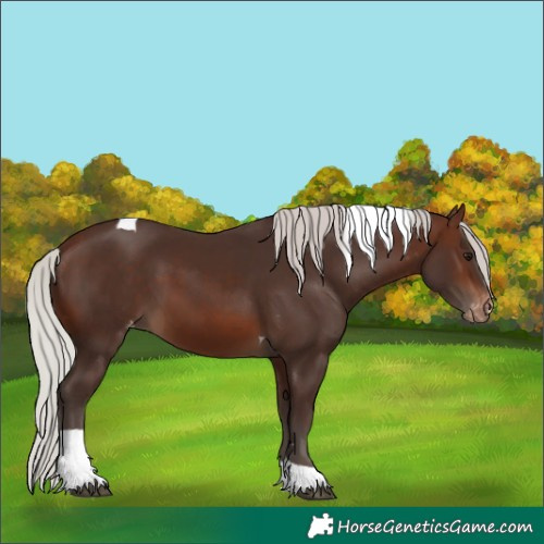 Horse Color:Silver Brown Tobiano Appaloosa 