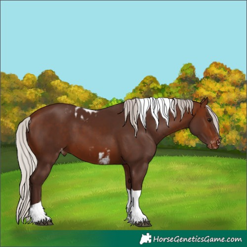 Horse Color:Silver Brown Tobiano Skewed Appaloosa 