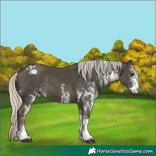 Horse Color:White Spotted Silver Smoky Black Appaloosa 