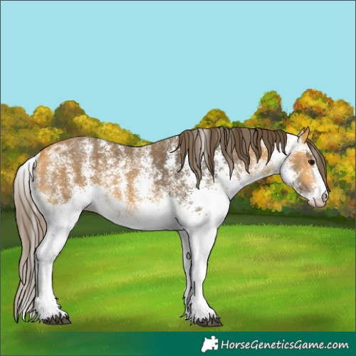 Horse Color:White Spotted Buckskin Skewed Appaloosa 
