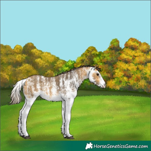 Horse Color:White Spotted Buckskin Skewed Appaloosa 