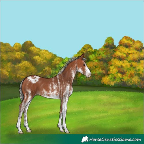 Horse Color:White Spotted Silver Brown Blanket 