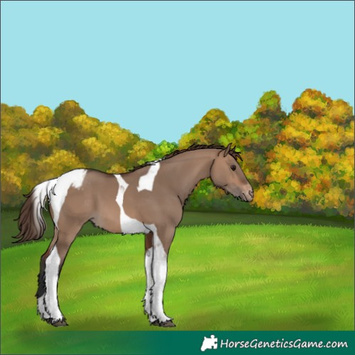 Horse Color:Brown Dun Tobiano Appaloosa 
