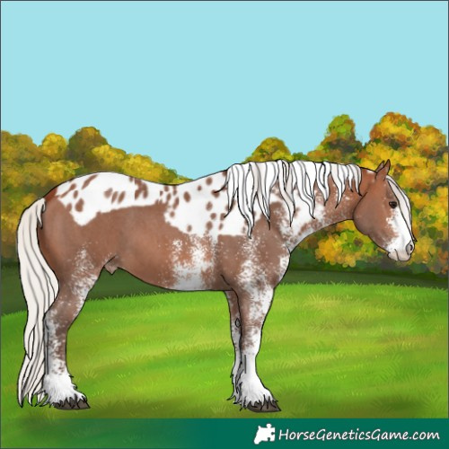 Horse Color:White Spotted Silver Brown Skewed Appaloosa 