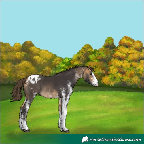 Horse Color:White Spotted Buckskin Blanket 