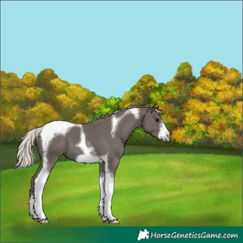 Horse Color:Silver Black Tobiano Frame 