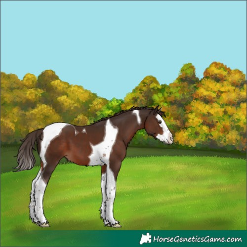 Horse Color:Liver Chestnut Splash Tobiano 