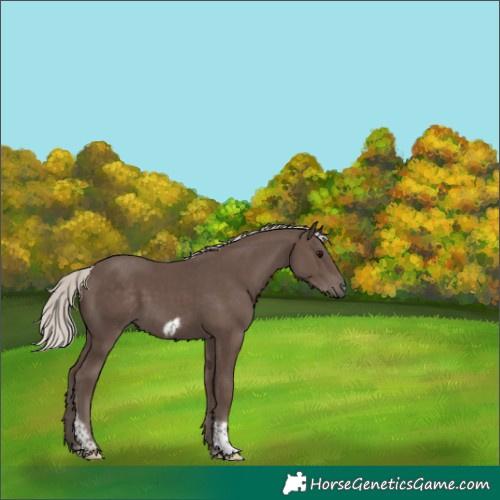 Horse Color:Silver Black Tobiano Frame 
