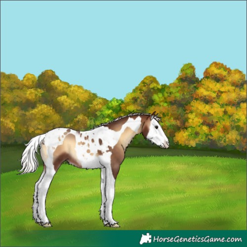 Horse Color:Silver Brown Onyx Splash Tobiano 