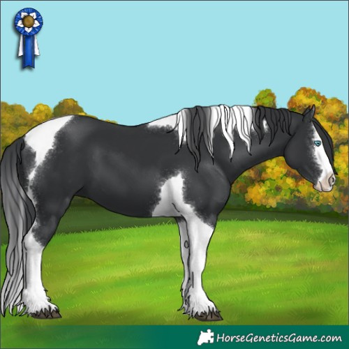 Horse Color:Black Splash Tobiano 