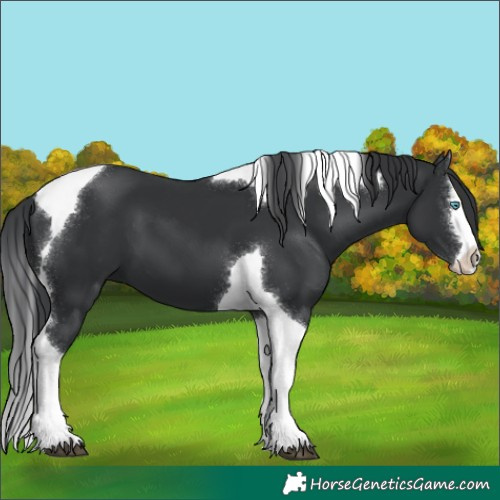 Horse Color:Black Splash Tobiano 