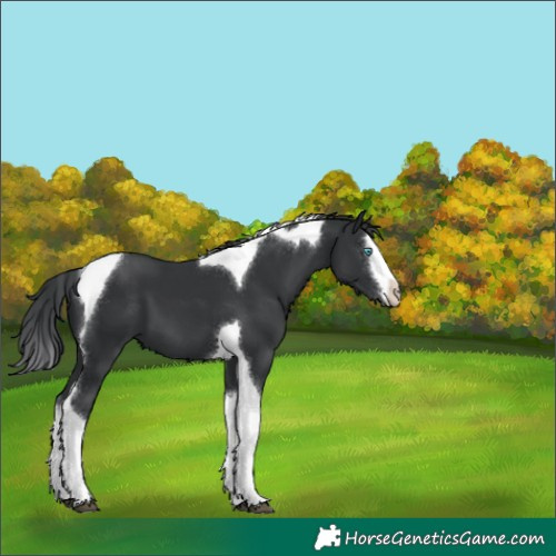 Horse Color:Black Splash Tobiano 