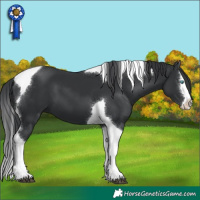 Horse Color:Black Splash Tobiano