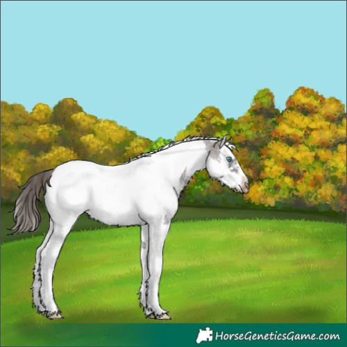 Horse Color:Liver Chestnut Sabino Splash Tobiano Frame 