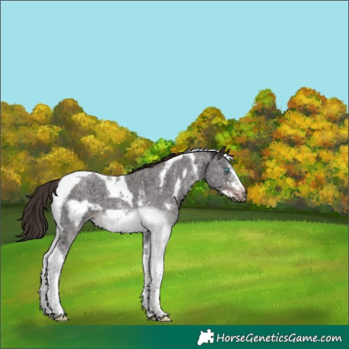 Horse Color:Liver Chestnut Sabino Tobiano Frame 