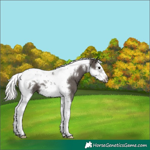 Horse Color:Silver Black Splash Tobiano Frame 