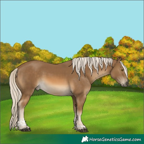 Horse Color:Chocolate Palomino Tobiano Rabicano 