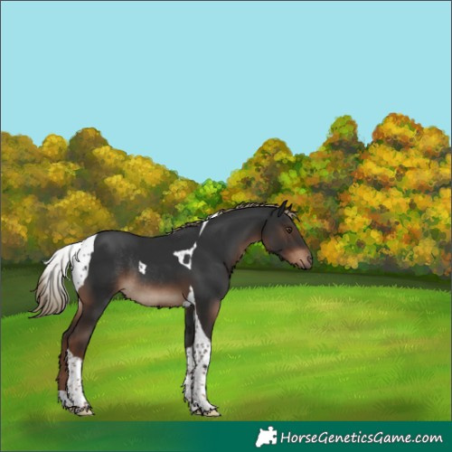 Horse Color:Liver Chestnut Tobiano Rabicano 