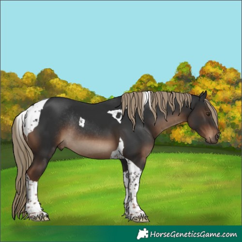 Horse Color:Liver Chestnut Tobiano Rabicano 