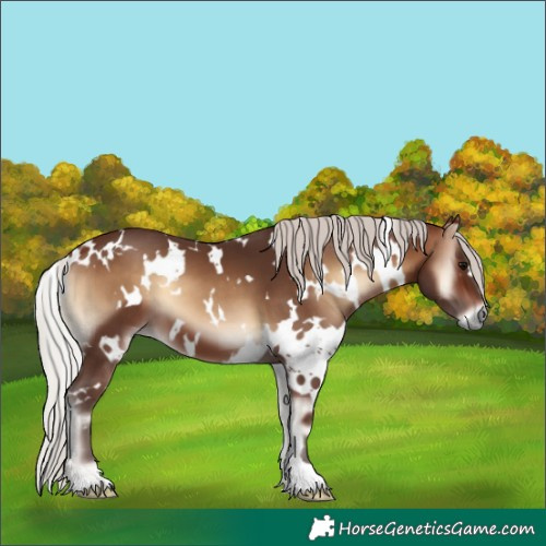 Horse Color:White Spotted Silver Brown Onyx 