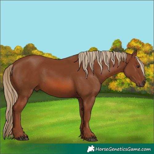 Horse Color:Chestnut Rabicano 