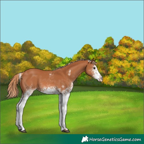 Horse Color:Unknown 