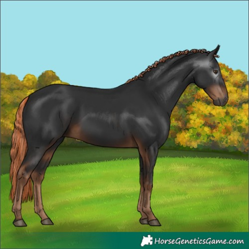 Horse Color:Gray White Spotted Liver Chestnut 