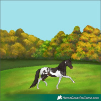 Horse Color:Liver Chestnut Tobiano Blanket 