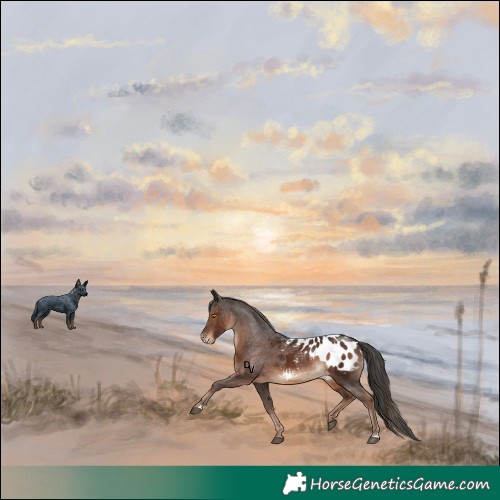 Horse Color:Liver Chestnut Appaloosa