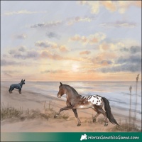 Horse Color:Liver Chestnut Appaloosa