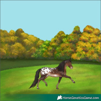 Horse Color:Liver Chestnut Appaloosa 