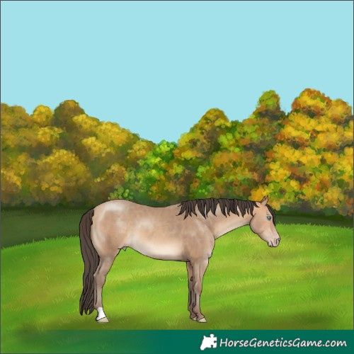 Horse Color:Amber Champagne 
