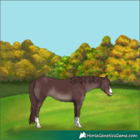 Horse Color:Chocolate Black