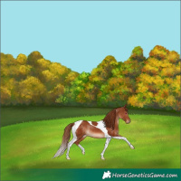Horse Color:Chestnut Tobiano Rabicano 