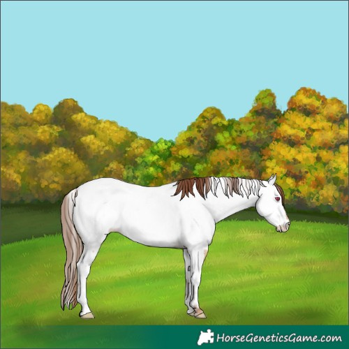 Horse Color:Red Dun Appaloosa 