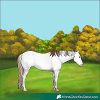 Horse Color:Red Dun Near Fewspot