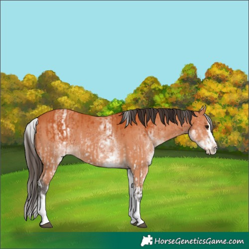 Horse Color:White Spotted Bay Splash and White Spotted Bay Splash
