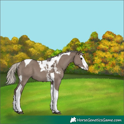 Horse Color:Silver Grullo Splash Tobiano Skewed Appaloosa 