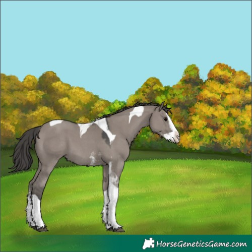 Horse Color:Grullo Sabino Splash Tobiano Skewed Appaloosa