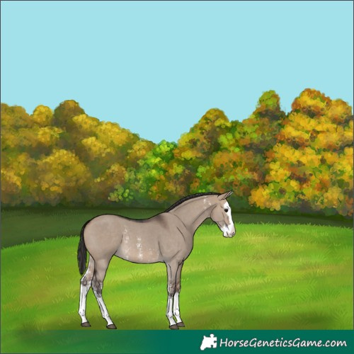 Horse Color:Brown Dun Sabino Splash 