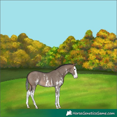 Horse Color:Brown Dun Sabino Splash 