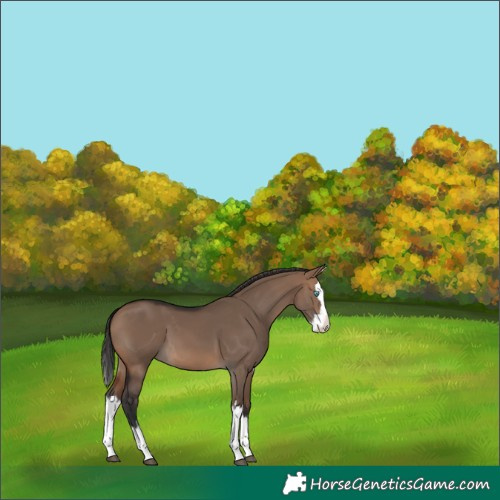 Horse Color:Brown Dun Splash