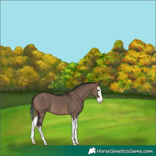 Horse Color:Brown Dun Splash 
