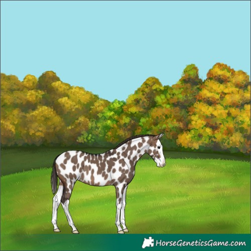 Horse Color:Brown Dun Splash Appaloosa 
