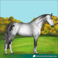 Horse Color:Gray White Spotted Liver Chestnut