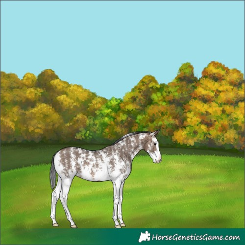 Horse Color:Brown Dun Sabino Splash 